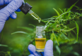 óleo de cannabis